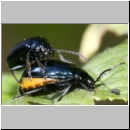 Agelastica alni - Erlenblattkaefer 01 7mm.jpg